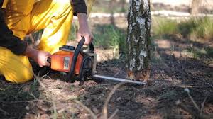 How Our Tree Care Process Works  in  Glencoe, MN